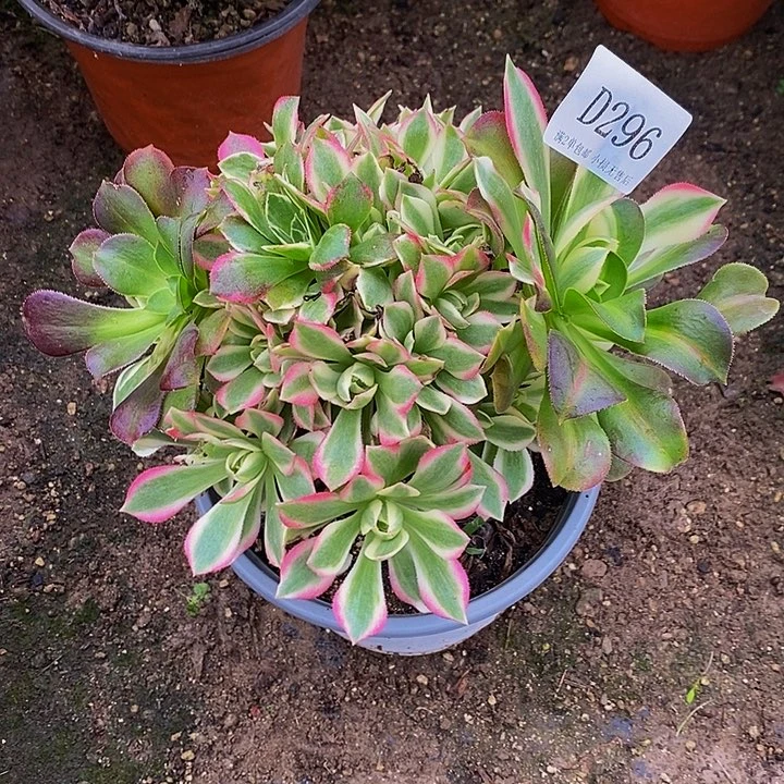 296粉水晶多肉法师锦