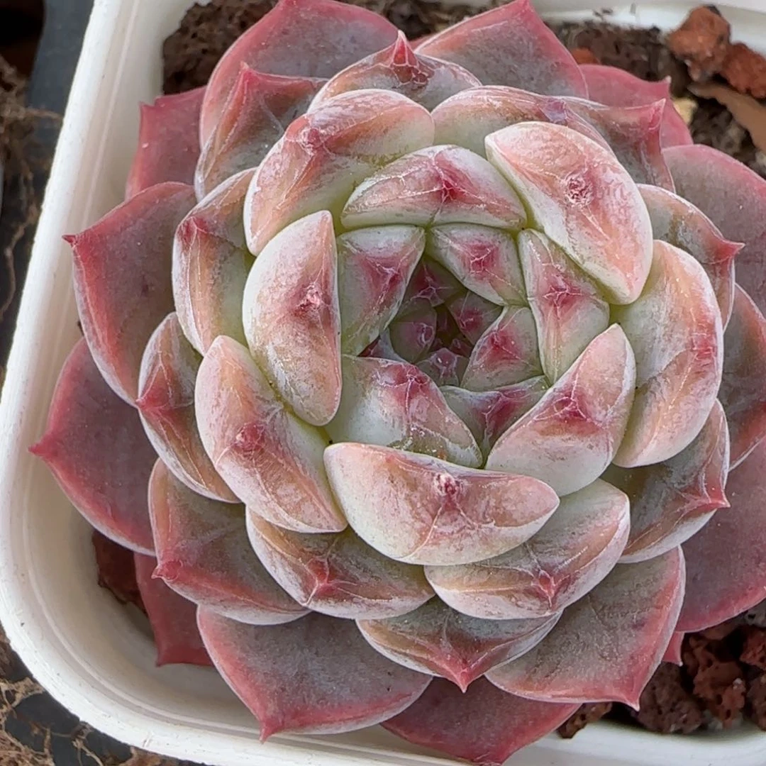 花语逸镜0206-694