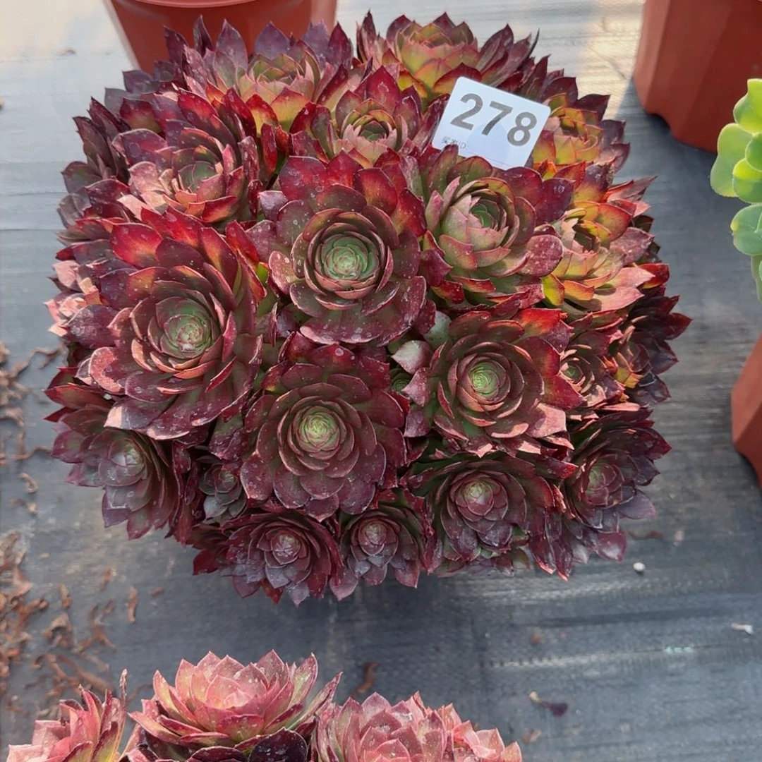 芳*278多肉植物若桃