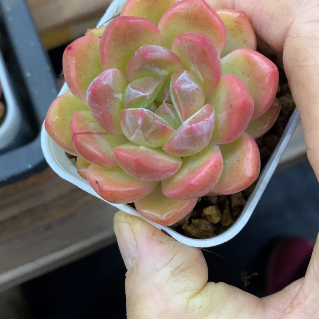 精品多肉一物一拍不包整225