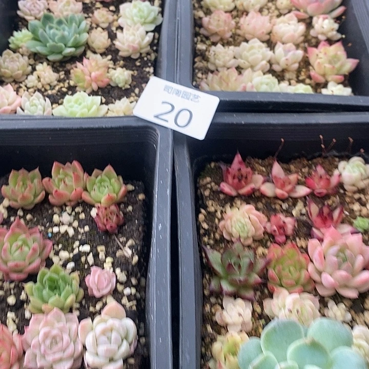 20 多肉植物盆栽花卉