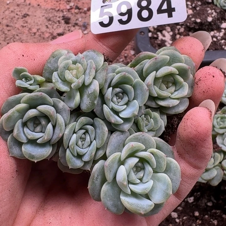 多肉植物多肉植物