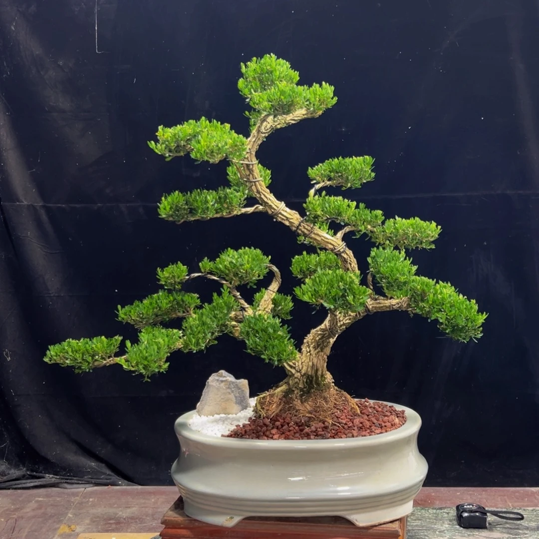 无花朵广东黄杨四季常绿