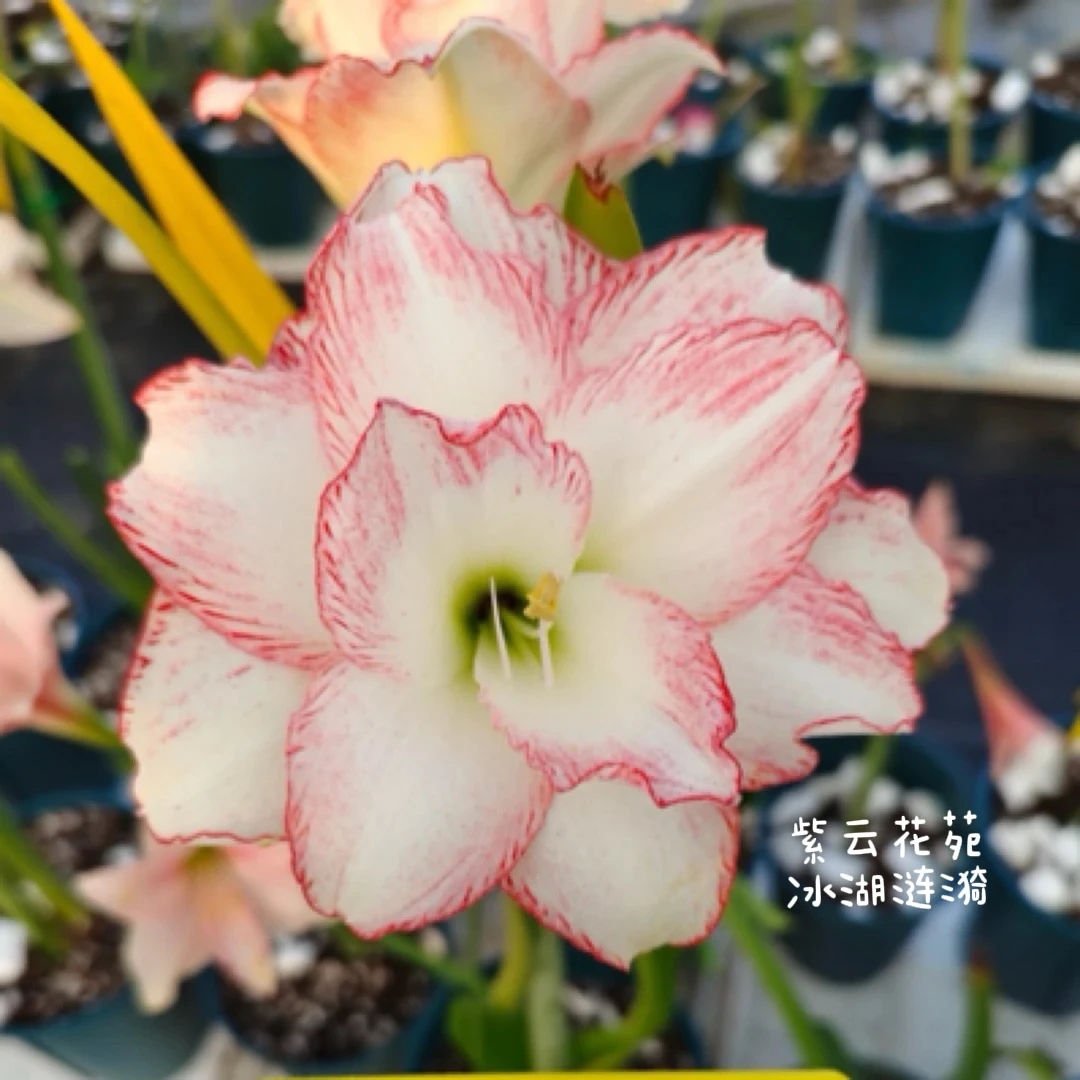 【紫云重瓣自育】冰湖涟漪/双色冰莎/粉桃/黑玫瑰朱顶红种球