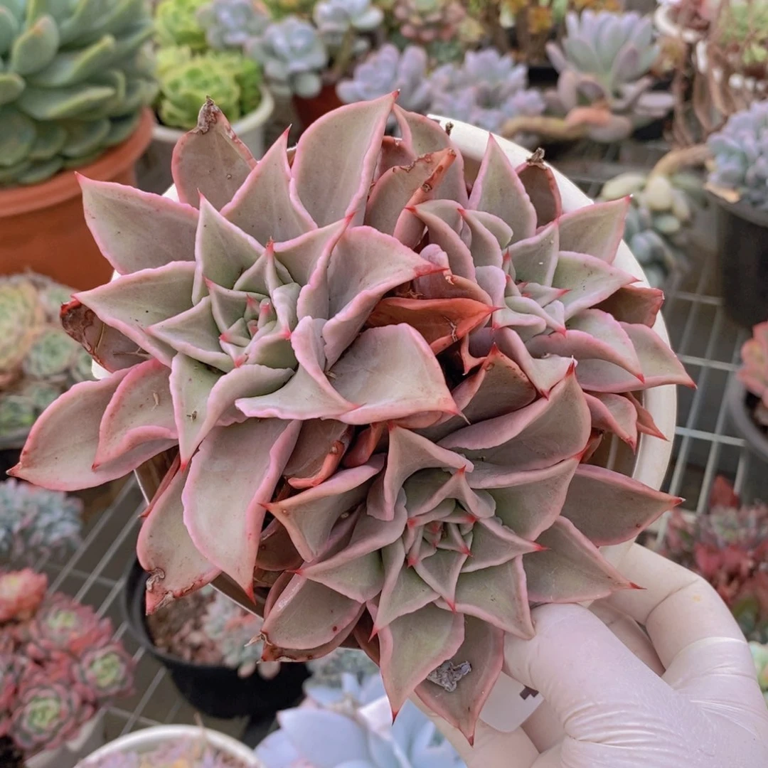 9384原始饺子皮一物一拍