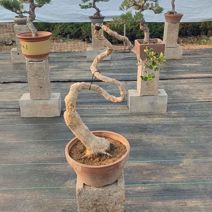 无花朵黄杨盆景制作素材