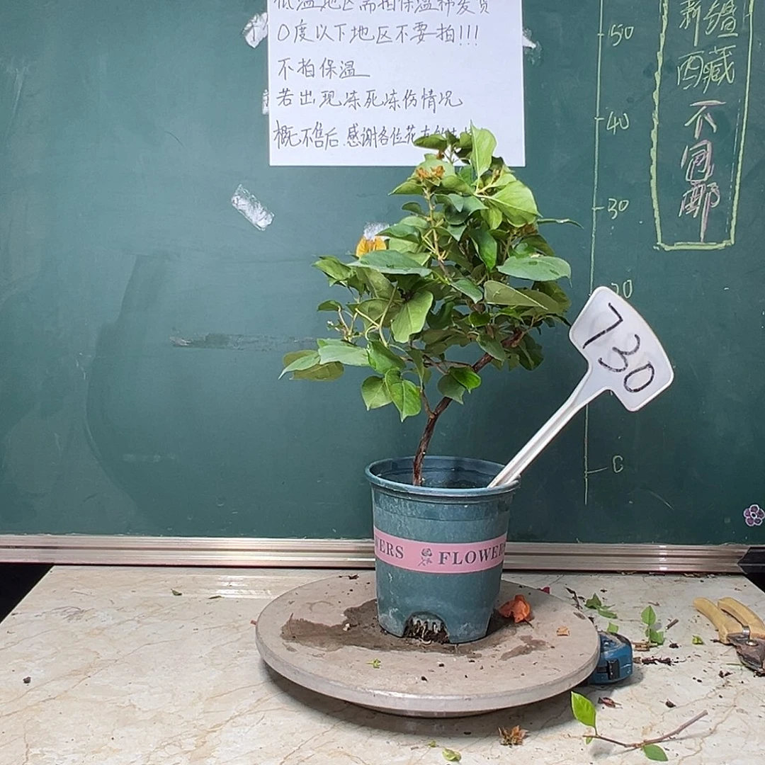 完全开放造型 暗斑浅黄 730