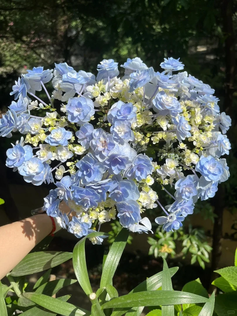 【紫蝶】绣球多品适合阳台庭院的花卉盆栽苗好养护