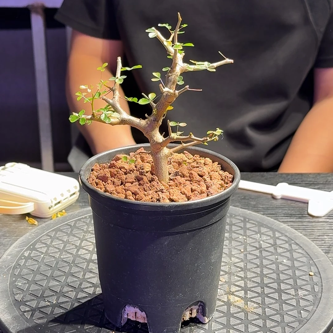 波叶没药一个实生