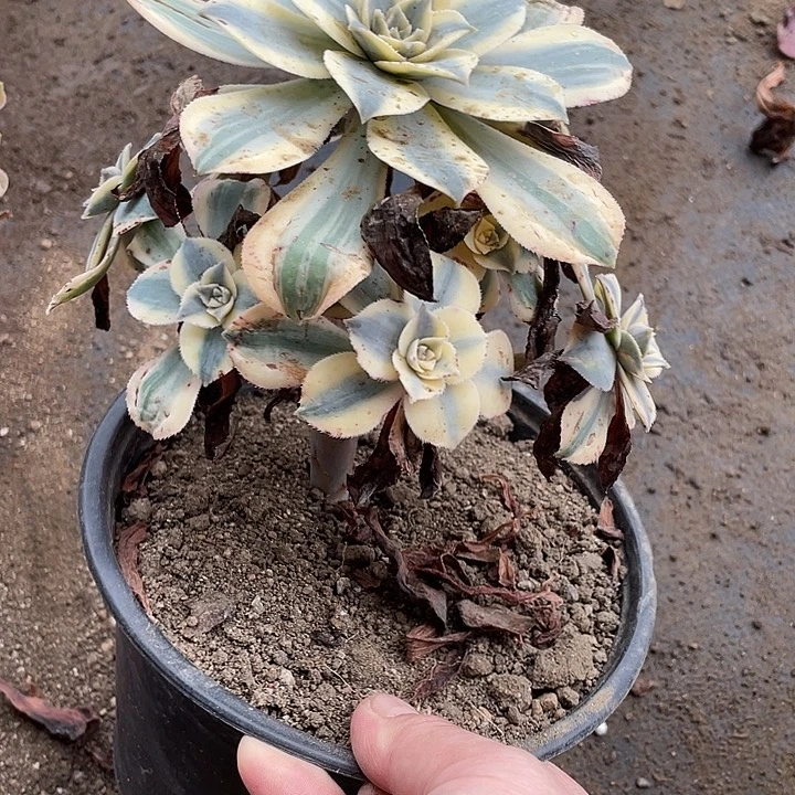 475灿烂多肉植物法师