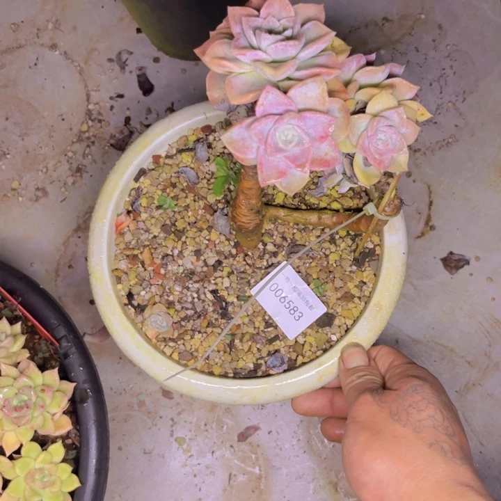 番****多肉一物一拍6583