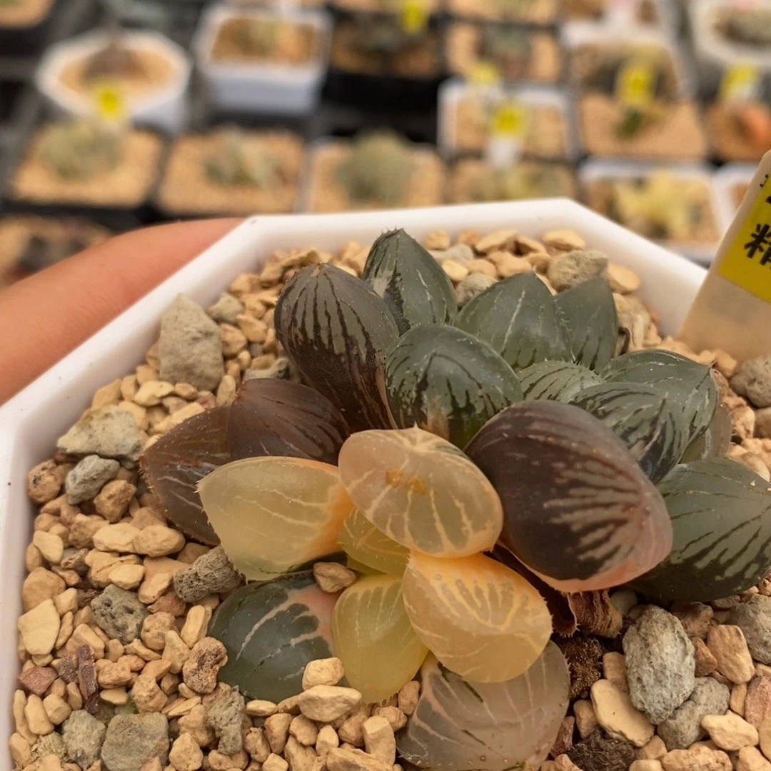 434糯玉露多肉植物