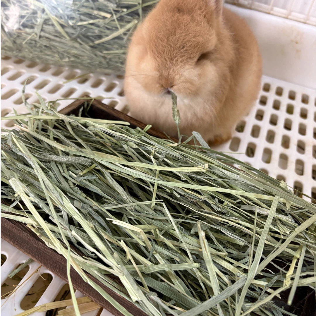 园长家赛级美国进口提摩西草纯手工挑丨叶多顶绿丨兔豚鼠龙猫主草