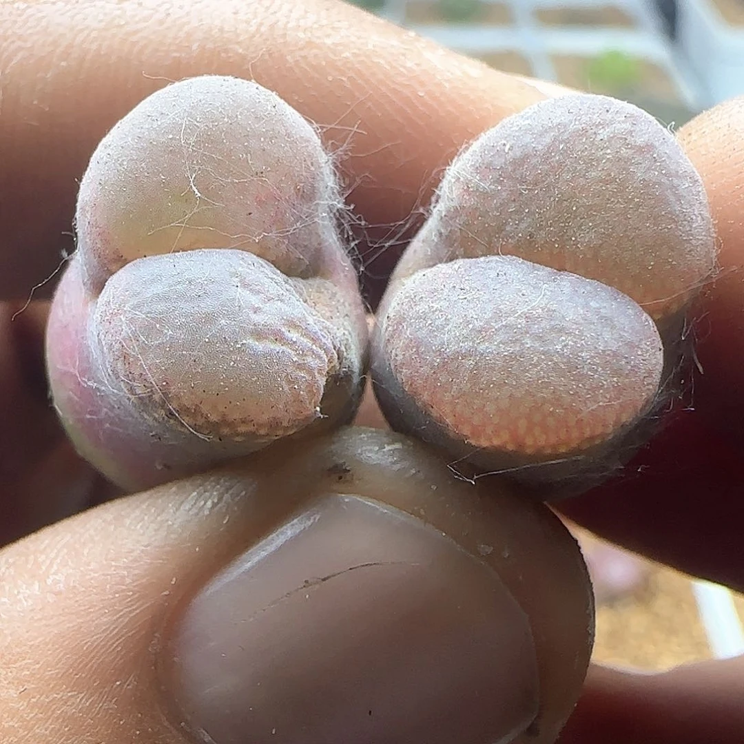 开播福利。 38528