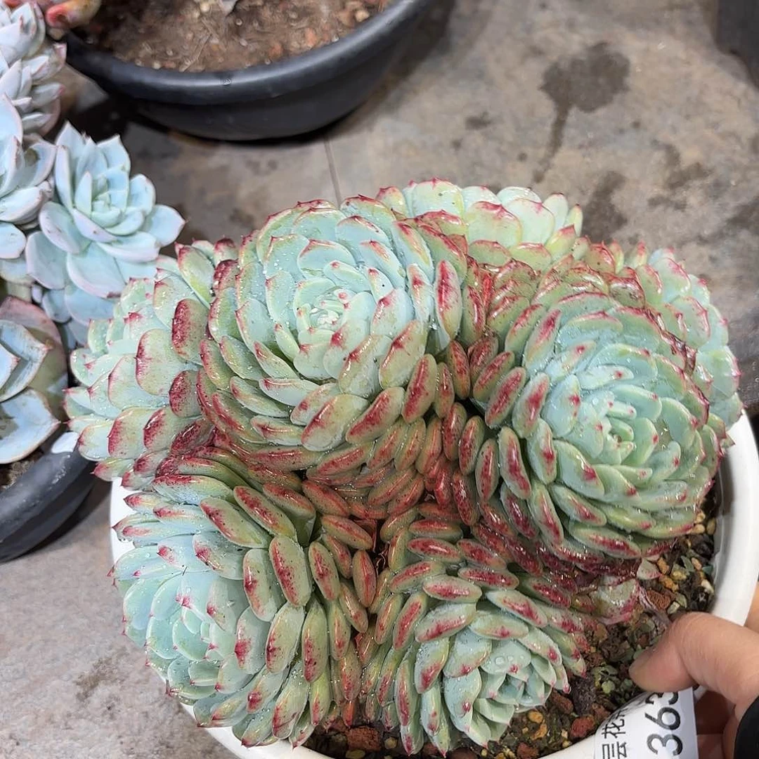 同温层多肉白胖子363