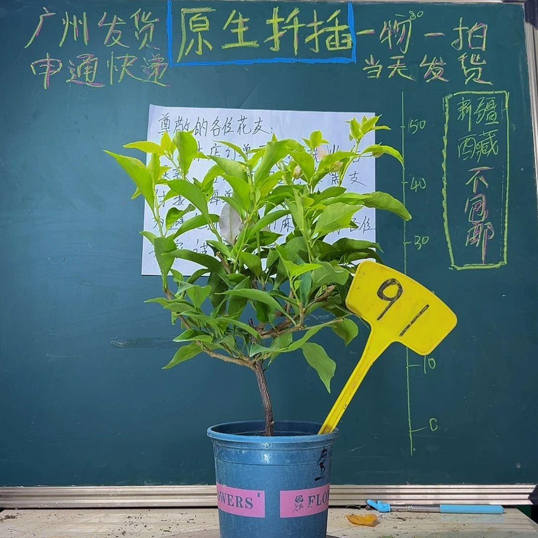 当前无花栽培后可以开花  金夫人  91