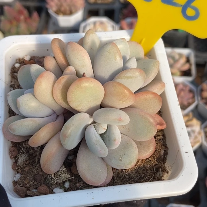 826粉兔多肉植物保护