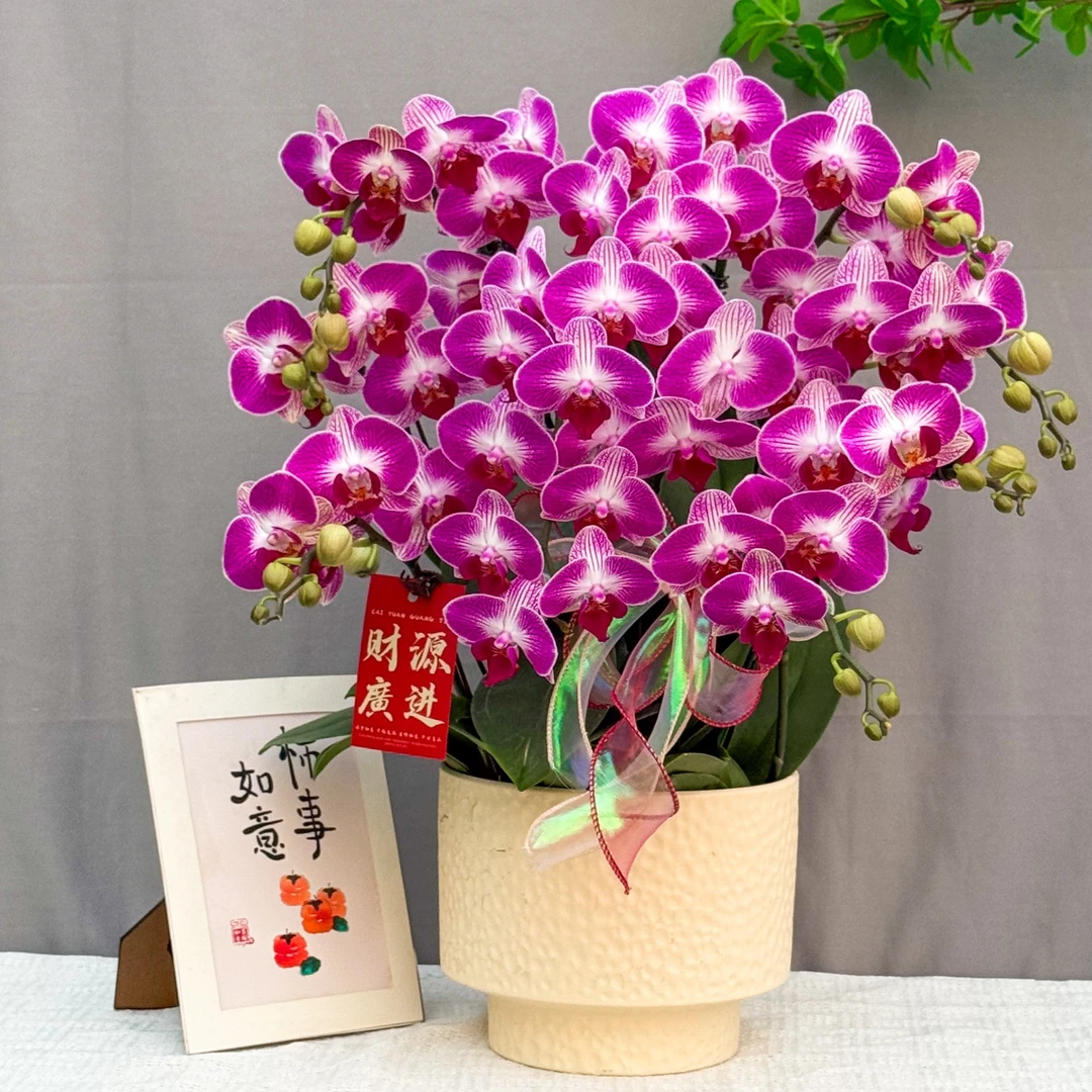蝴蝶兰<富贵鸟>爆款 耐开型 绿植 好养花期长 年宵花 室内欣赏