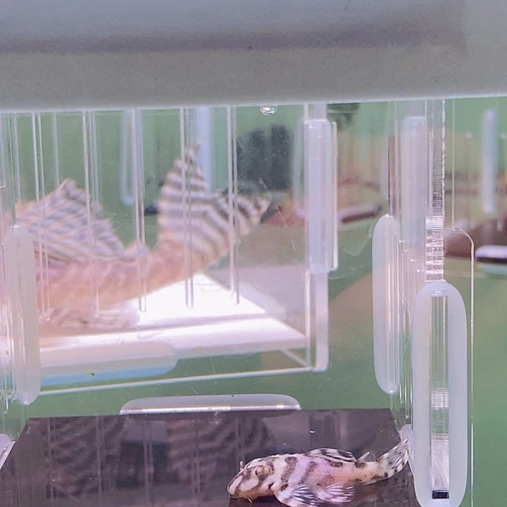 清道夫鱼236异型18号