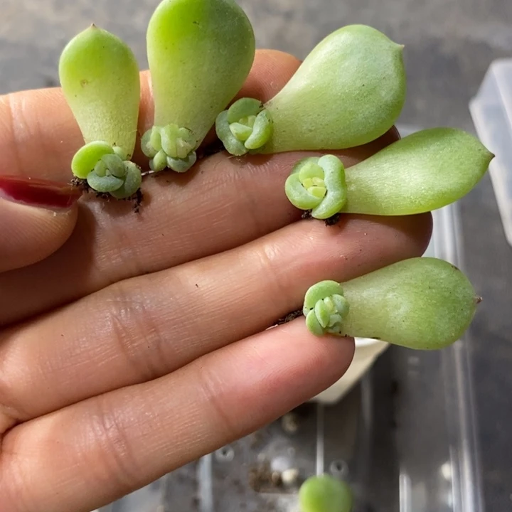 标签237珍妮一个多肉