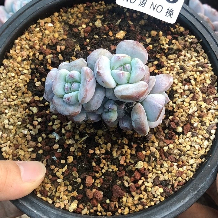 星影石榴籽福利出咯 240