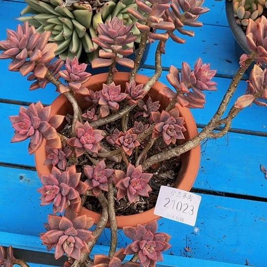 一***?姬昽月群21023