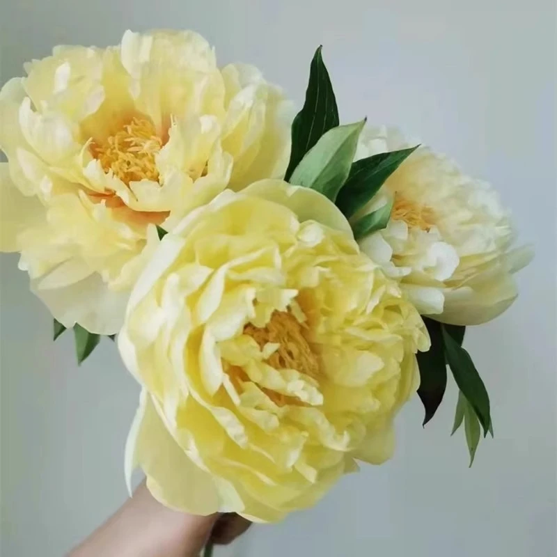 现货【芭茨拉】菏泽芍药鲜切花 进口芍药 基地直发