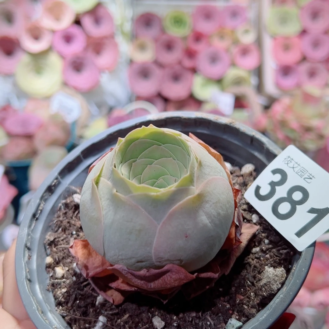 381桃帕福利5.5公分。