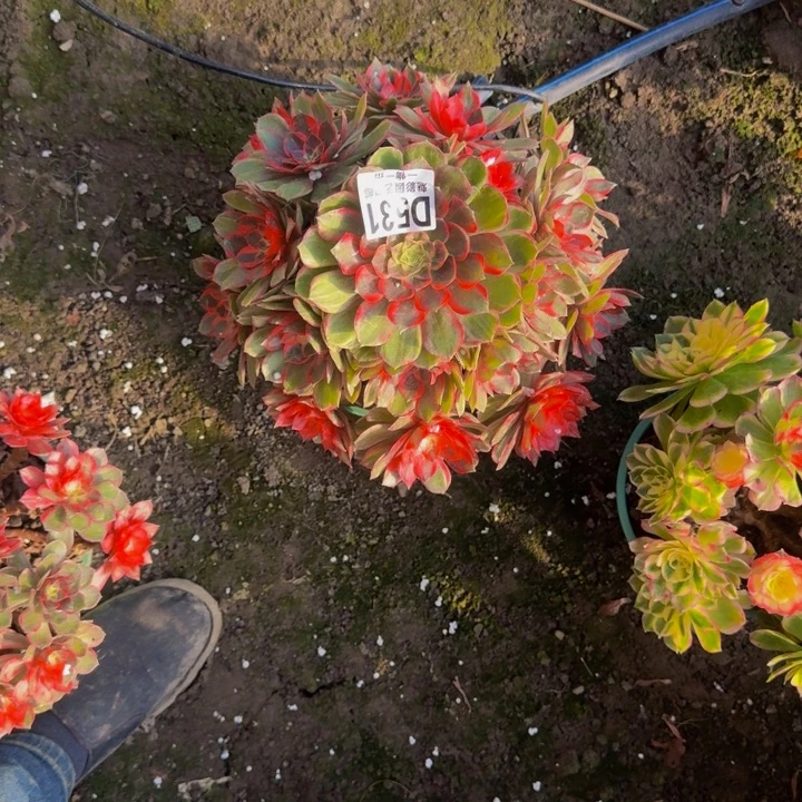 刘***全黑魔锦花25-20包邮花花