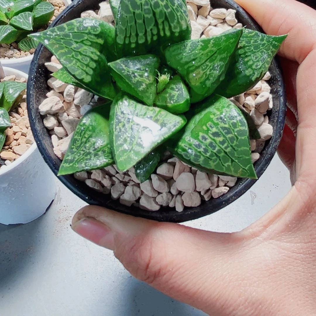 唐草狮子多肉植物6666