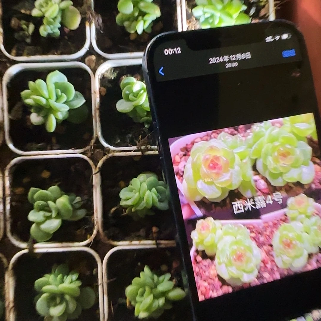 4头西米露中盆一个满25包邮