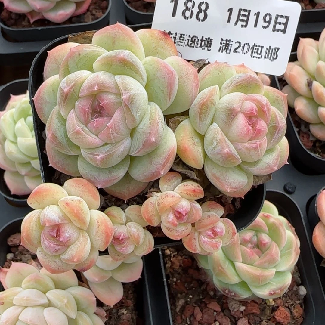 天***飘花语逸镜0119-188