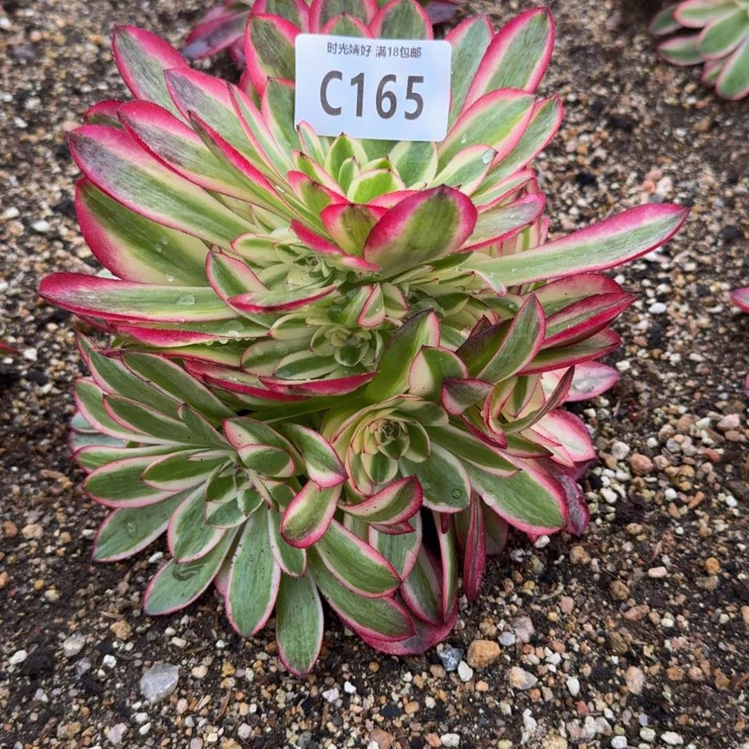 阿*?165荔枝多肉植物