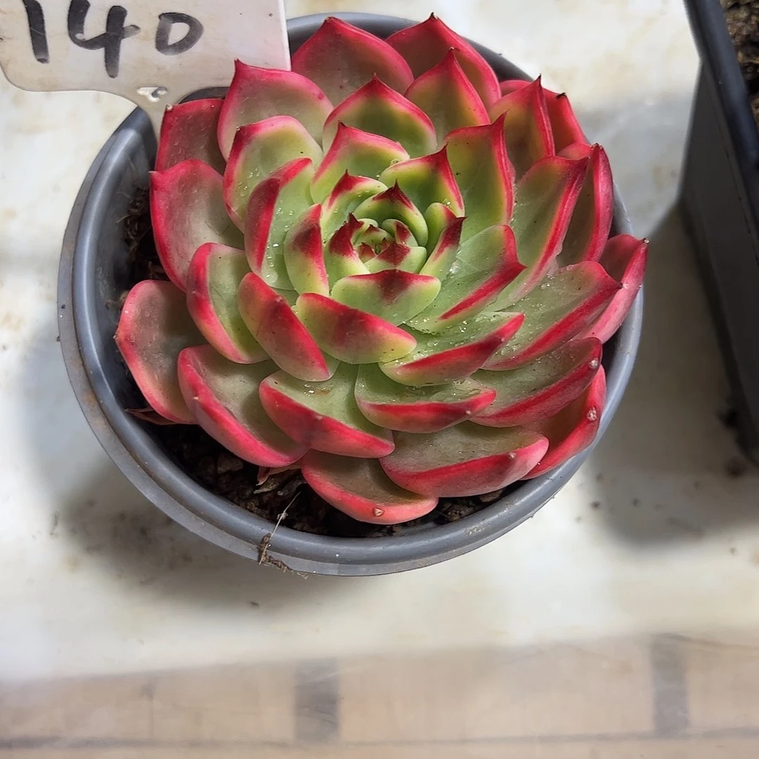 桃花锦140号多肉植物