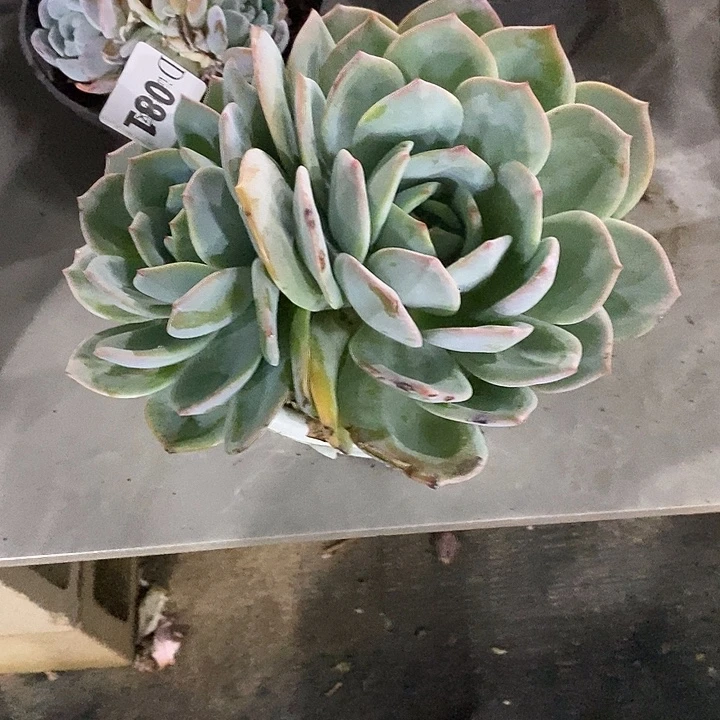 猪***子081凤橙多肉植物多肉