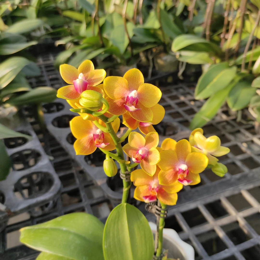 成功蝴蝶兰 【香香公主】 蝴蝶兰精致花卉带苗带花四季植物