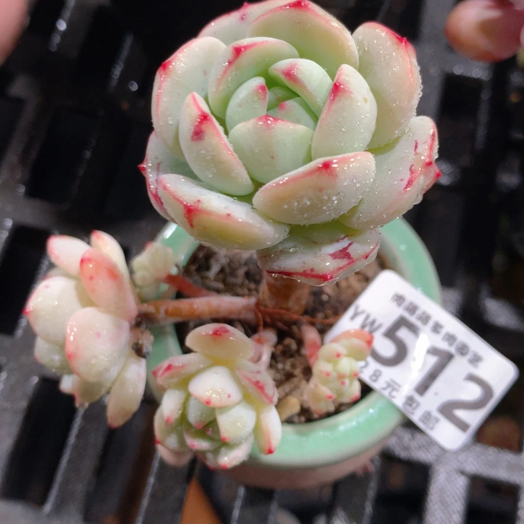 5CM拇指盆精控多肉YW512