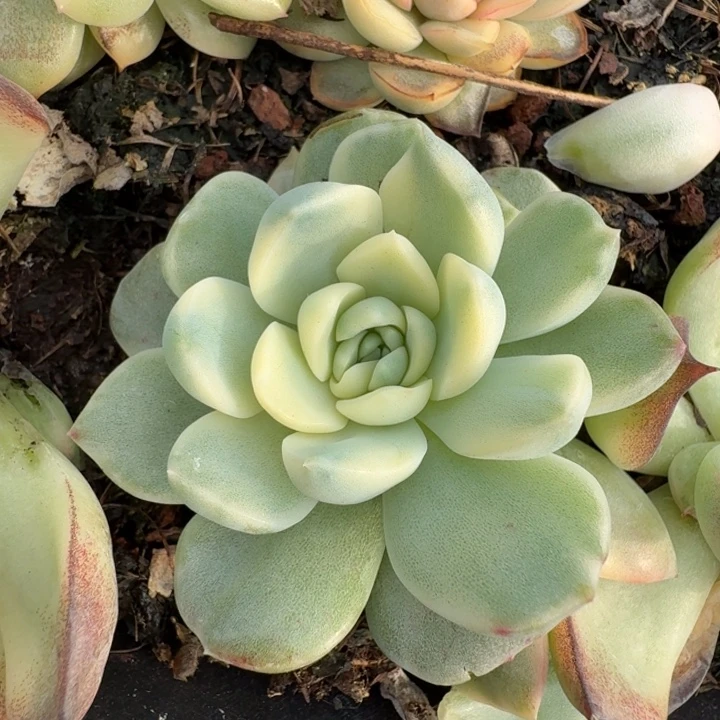 冰魄锦多肉植物一物一拍