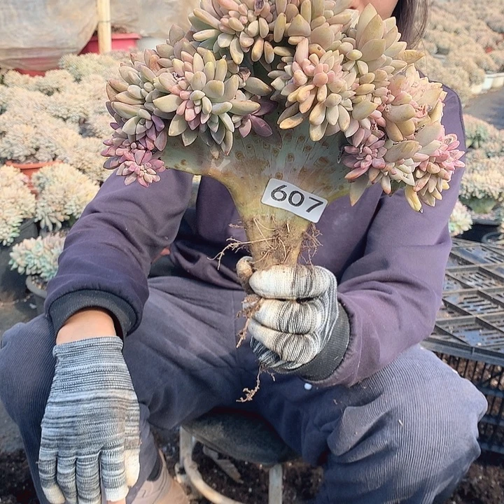 607 淡雪缀 一物一拍