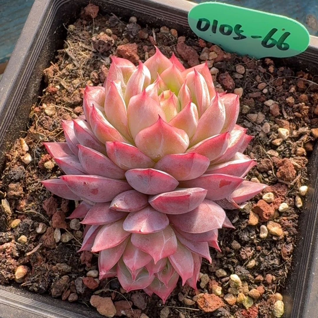 从前慢多肉精选编号0105.66