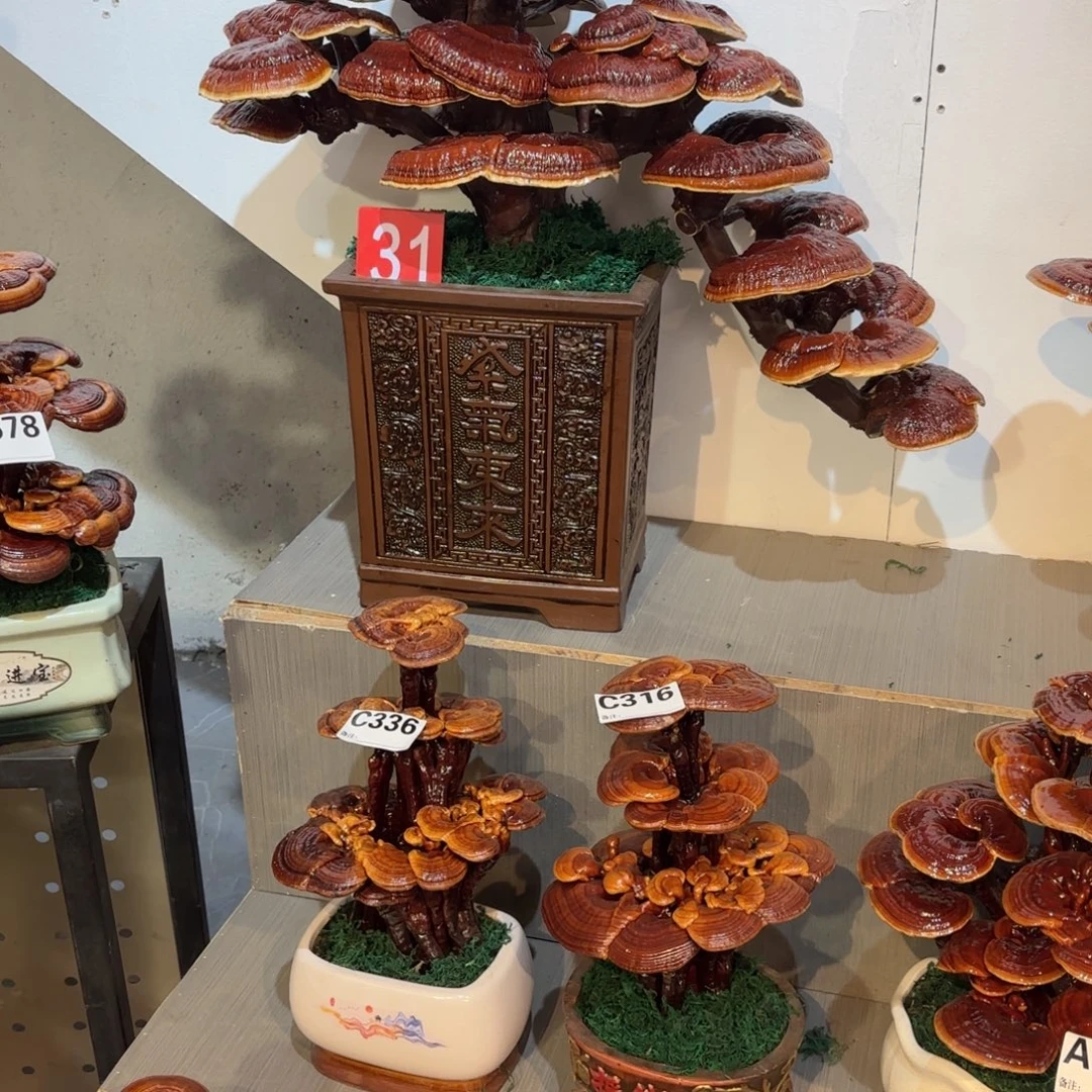 用***6灵芝888888888888888888