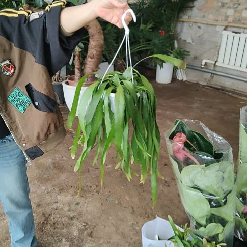 完全开放昙花顺丰包邮