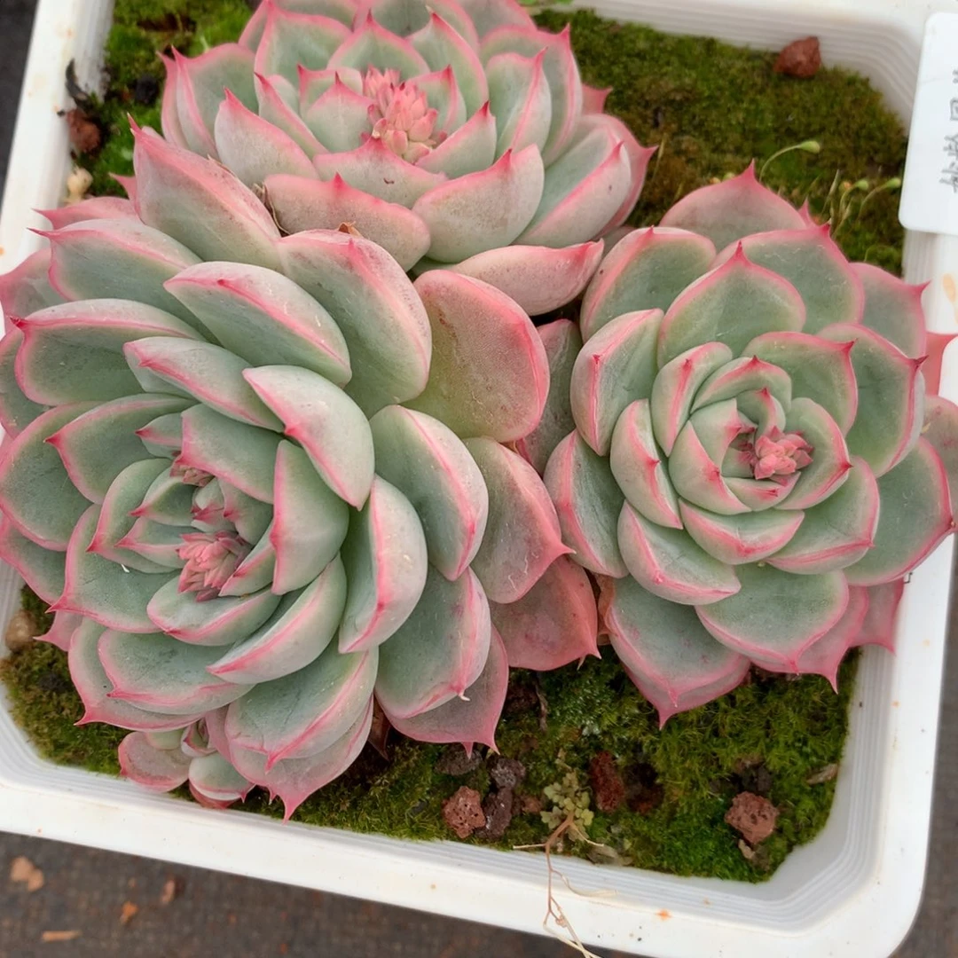 3250杂交多肉植物