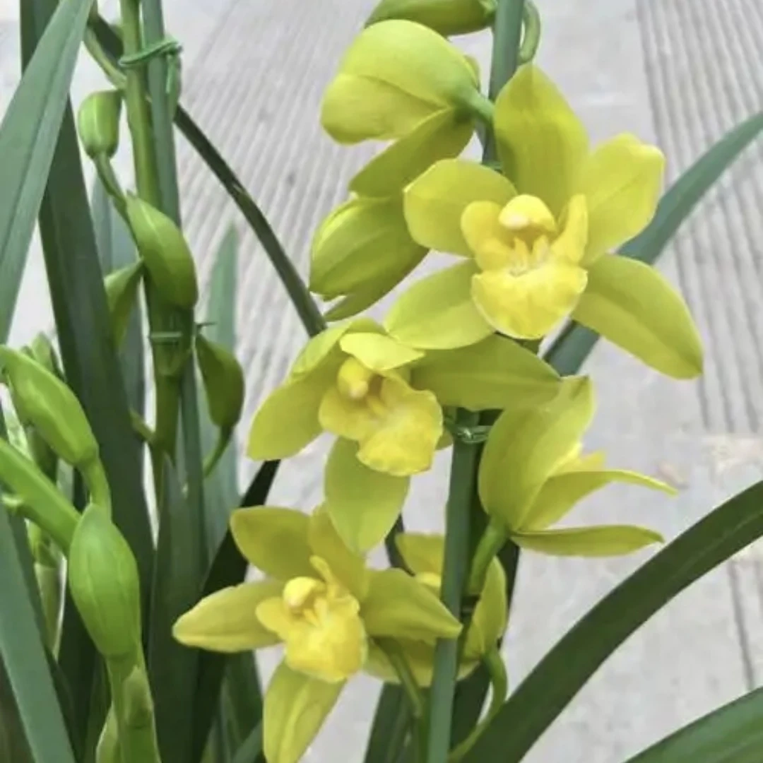 黄金甲大花蕙兰年宵花云南基地直发室内花卉绿植