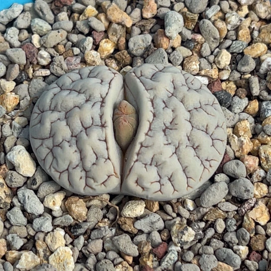 7165球体189一颗。