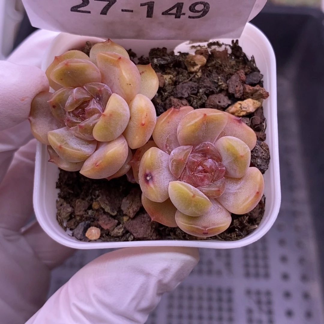 【闪购商品】27-149红恋