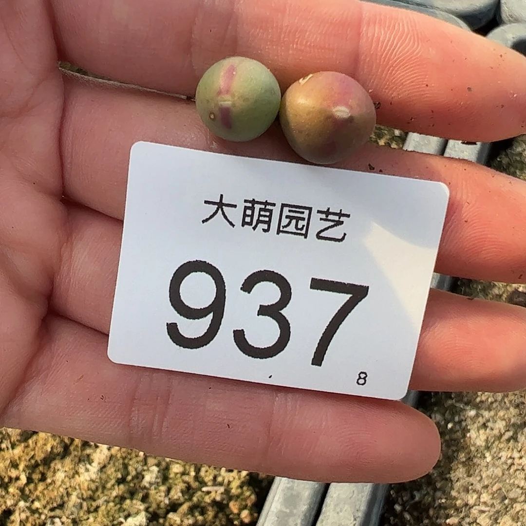 0000937量拍1414.71皮卡丘2颗尺寸不大