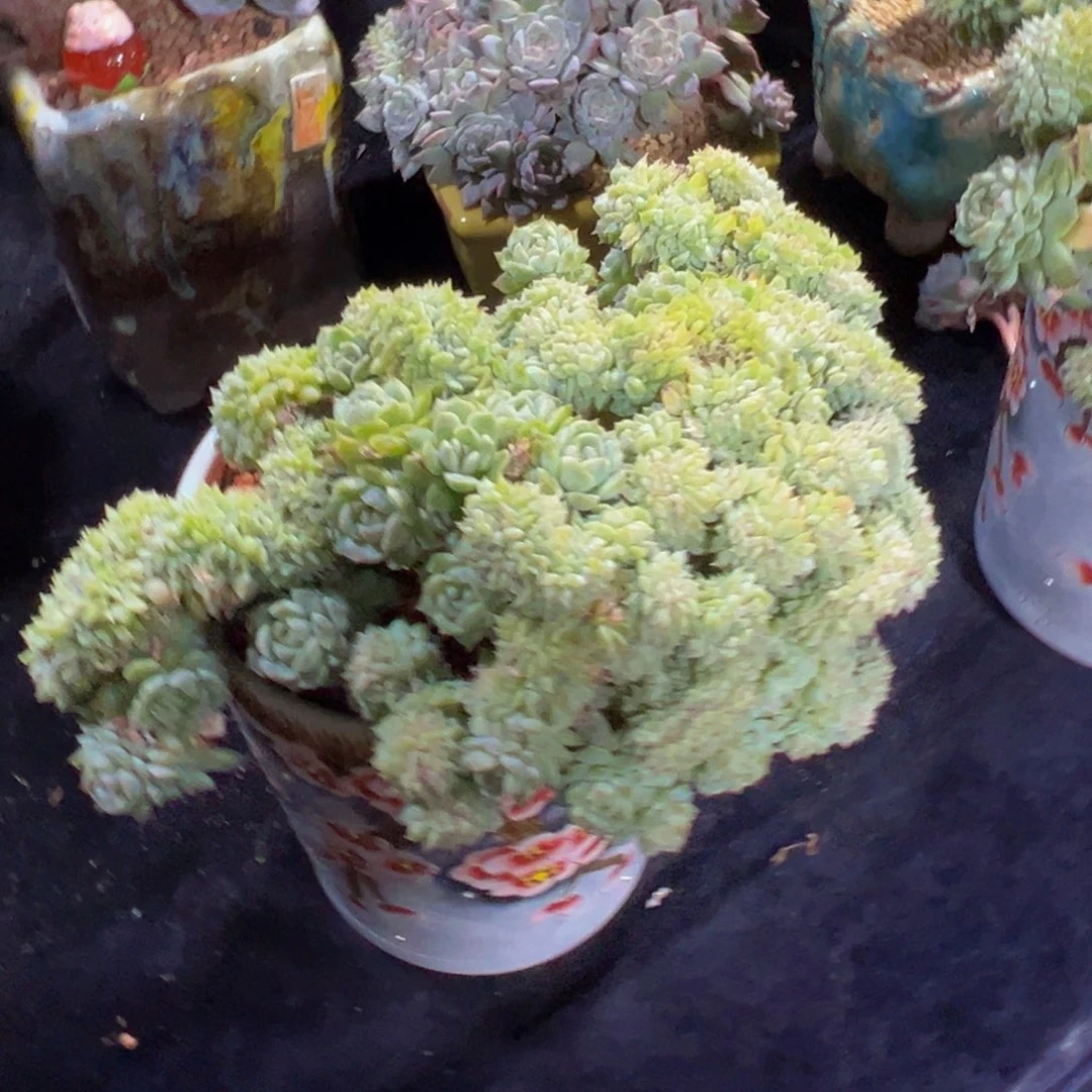 小桃花冰魄缀天天开心