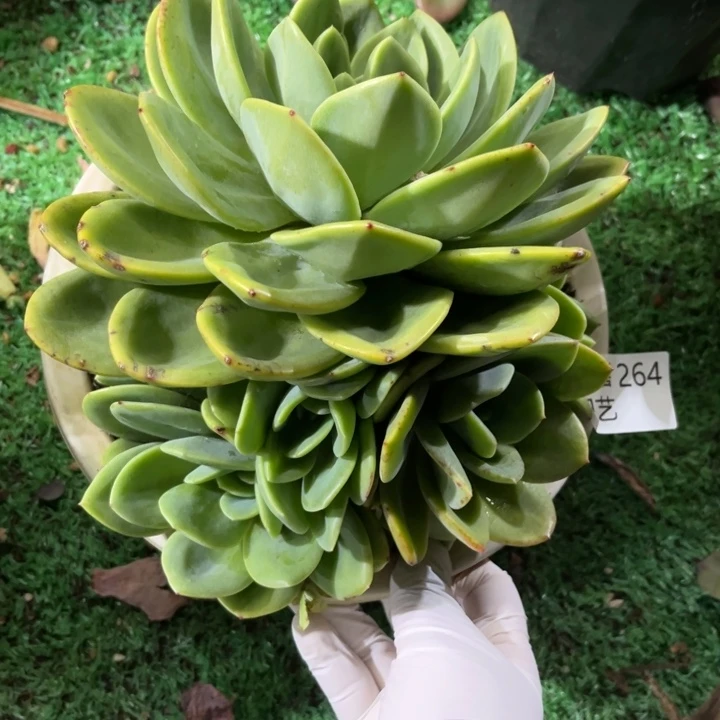 264柠檬茶多肉植物