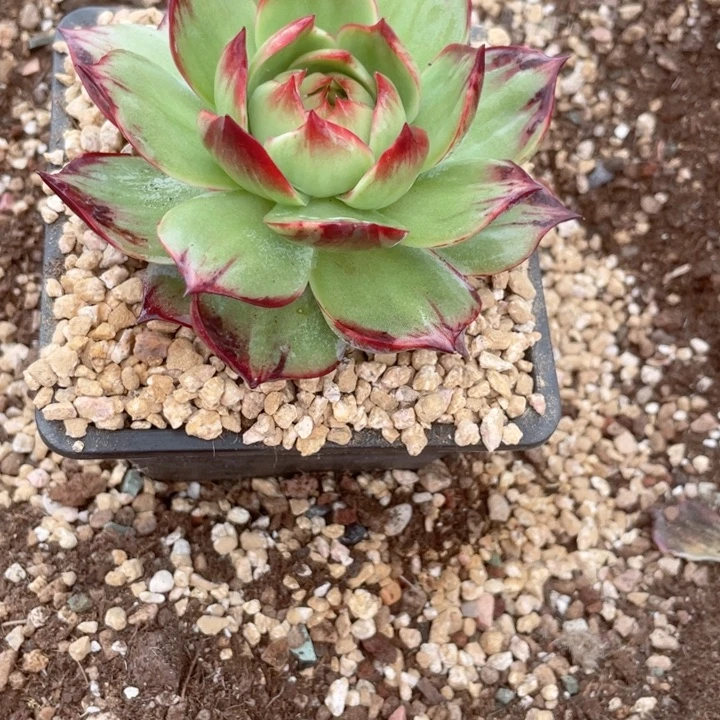 妙***婵惊鸿仙子多肉植物3501